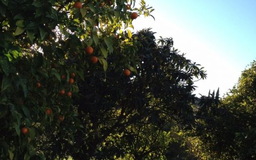 2 bedrooms Villa in Nueva Milla de Oro